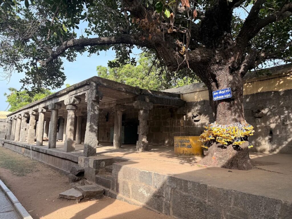 Ancient pillared mandapam and sacred tree