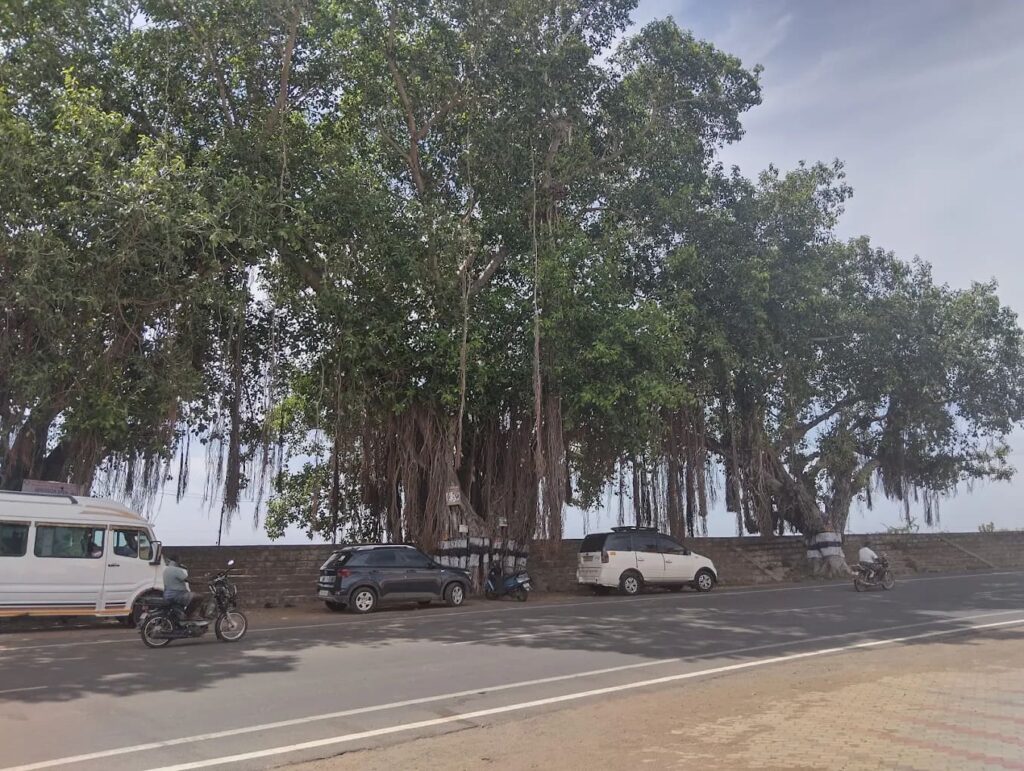 Large ancient banyan tree with dense aerial roots next to a road with parked cars